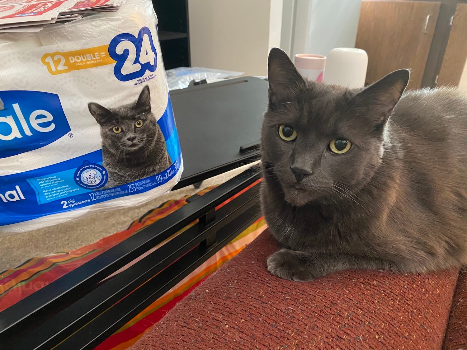 a domestic shorthair cat with charcoal grey fur lounging on a footrest